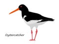 Oystercatcher isolated on white background Royalty Free Stock Photo